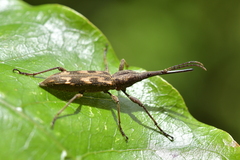 Lasiorhynchus barbicornis