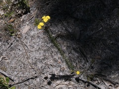 Gompholobium capitatum