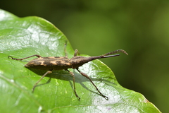 Lasiorhynchus barbicornis