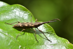 Lasiorhynchus barbicornis
