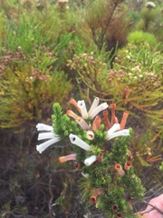 Erica perspicua