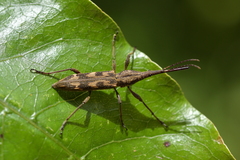 Lasiorhynchus barbicornis