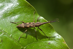 Lasiorhynchus barbicornis