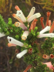 Erica perspicua