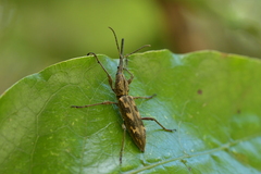 Lasiorhynchus barbicornis