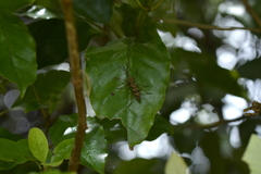 Lasiorhynchus barbicornis