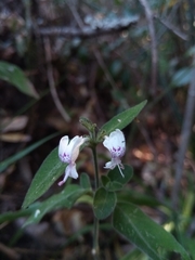Hypoestes