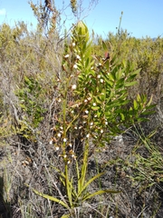 Eulophia tristis