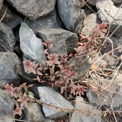 Epilobium melanocaulon