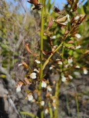 Eulophia tristis