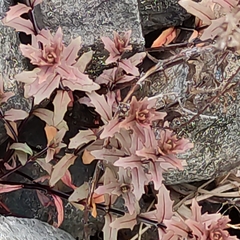 Epilobium melanocaulon