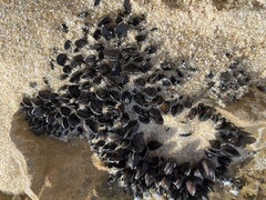 Brachidontes rostratus