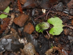 Corybas sanctigeorgianus