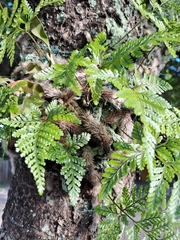 Davallia griffithiana