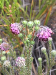 Erica similis