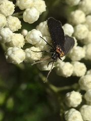 Pollanisus subdolosa