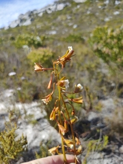 Eulophia tristis