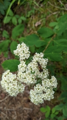 Lepturini