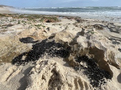 Brachidontes rostratus