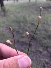 Linum australe