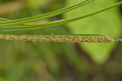 Carex uncinata