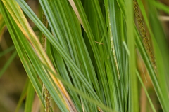 Carex uncinata