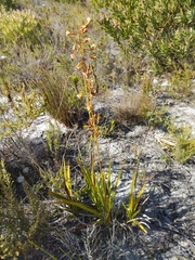 Eulophia tristis