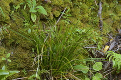 Carex uncinata