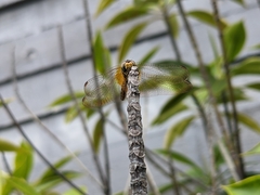 Trithemis aurora