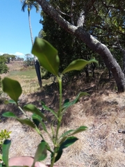 Peponidium buxifolium