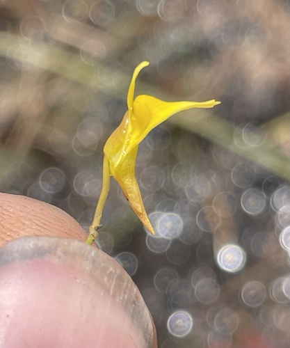Utricularia scandens image
