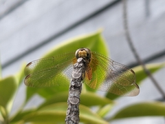 Trithemis aurora