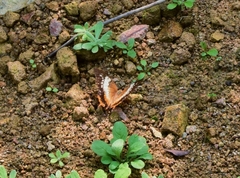 Charaxes bernardus