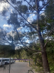 Casuarina cunninghamiana