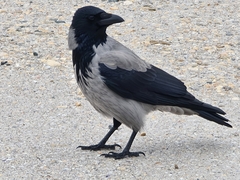Corvus cornix
