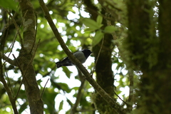 Petroica macrocephala toitoi