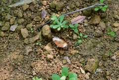 Charaxes bernardus
