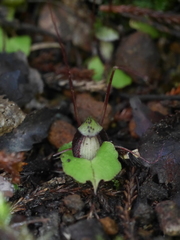 Corybas sanctigeorgianus