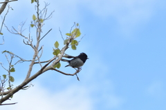 Petroica macrocephala toitoi