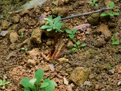 Charaxes bernardus