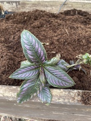 Strobilanthes auriculata dyeriana