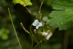 Cardamine dolichostyla
