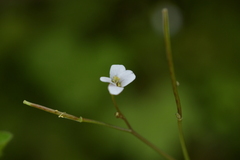 Cardamine dolichostyla