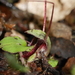 Corybas trilobus aggregate - Photo (c) mattward, some rights reserved (CC BY-NC), uploaded by mattward