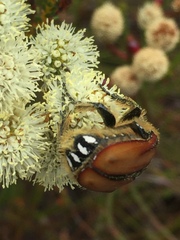 Trichostetha signata
