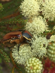 Trichostetha signata
