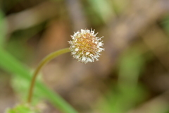 Acaena anserinifolia