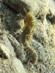 Hippocampus guttulatus
