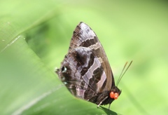 Flos fulgida singhapura