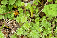 Acaena anserinifolia